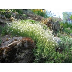 Gypsophila repens